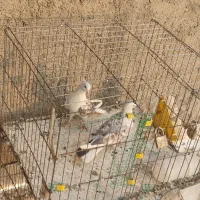 یک جفت کفتر نر و ماده دوکت سرور مهر|پرنده|سلفچگان, |دیوار