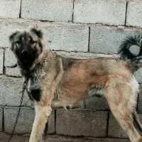 سگ ماده سرابی اصیل