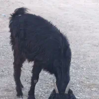 فروش گوسفند محلی