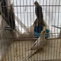عروس هلندی بالغ 4عدد