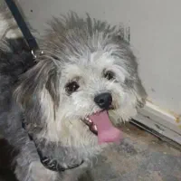 سگ شیتزو|سگ|شیراز, سلطان آباد|دیوار