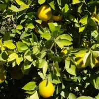 باغ ثمری|فروش زمین و ملک کلنگی|باشت, |دیوار