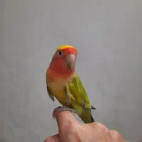 یه جفت کوتوله دستی بخون