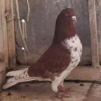 کبوتر ده ساعتی پرشی