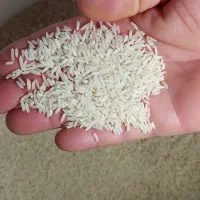 برنج ‌هاشمی