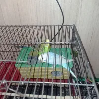 مرغ عشق|پرنده|محمدشهر, محمدشهر|دیوار