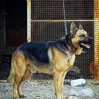 سگ گرگی ژرمن