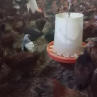 مرغ تخم گذار ۳ ماهه