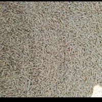گندم وجو بذری ریژاو درجه یک