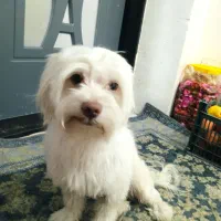 شیتزو|سگ|ارومیه, |دیوار