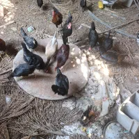 مرغ عربی