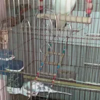 فروش یک عدد عروس هلندی ماده مولد ویک عدد مرغ عشق