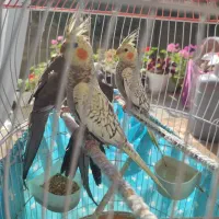 سه  عدد جوجه  عروس هلندی