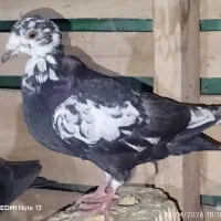 کبوتر جوجه بزک کله سفید و شهری