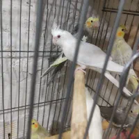 عروسهای هلندی جوجه