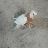 یه طوق زردی ازم رفته