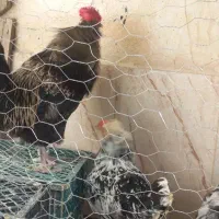 1خروس 3تا مرغ