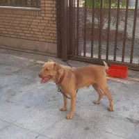 سگ پیتبول|سگ|قرچک, شهرک صنعتی قرچک|دیوار