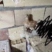 3تا جوجه تازه دانه خورشدن و یک ماده سارسبز