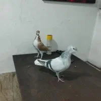 دوجفت کبوتر