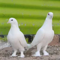 کبوتر نروماده سفیدهل پاپر|پرنده|شیراز, تندگویان|دیوار