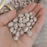 لوبیا چیتی دانه‌درشت به شرط|خوردنی و آشامیدنی|شیراز, دروازه قران|دیوار