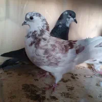 کبوتر پرشی وزینتی|پرنده|پرند, فاز ۳|دیوار