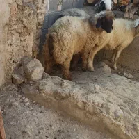 بره نر