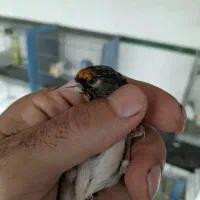 سهره سیاه سر (زاغ)|پرنده|بومهن, |دیوار