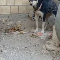 سگ ژرمن هاسکی نر و ماده|سگ|مبارکه, |دیوار