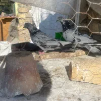 کفتر سوسکی ساعتی بشرط کر هم