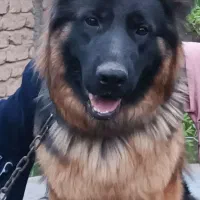سگ ژرمن