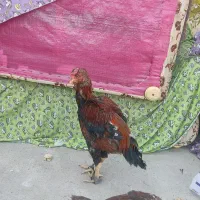 لاری|حیوانات مزرعه|چگنی, |دیوار