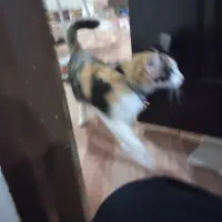 گربه|گربه|ارومیه, |دیوار