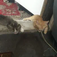 بچه گربه ۲ماه نر۴عدد