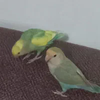 پرنده برزیلی