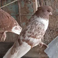 کبو تر گرگی سرکله دار