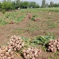 سیر سبز تازه در تناژ بالا و پایین