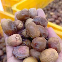 قصب شکلاتی تازه