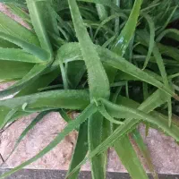 گل آلوئه ورا|گل و گیاه طبیعی|زابل, |دیوار