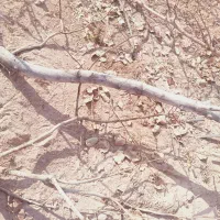 فروش چوب پسته 6500|عمده‌فروشی|گرمسار, |دیوار