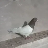 سه تا طوقی صید شده