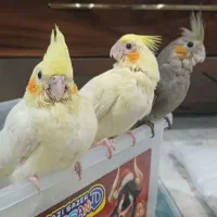 یک جفت عروس هلندی با یک جوجه|پرنده|تهران, منیریه|دیوار