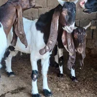 بز افغانی دوعدد نر هویزه|حیوانات مزرعه|اهواز, بهارستان|دیوار