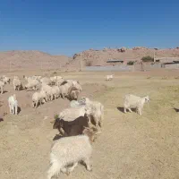 کره بره رابر .