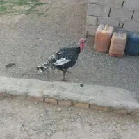 بوقلمون|حیوانات مزرعه|نیمروز, |دیوار