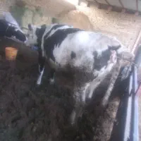 گوساله سیمینتال ماده چاق|حیوانات مزرعه|قزوین, |دیوار