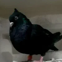 زاغ آبادانی بازی کن