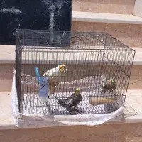 سه عدد عروس هلندی زیباوخوش آواز