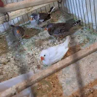 ۴ تا فنج مولد اماده جوجه کشی